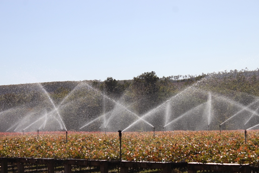 Vallourec Florestal chega aos 50 anos e mantém olhar em direção ao futuro