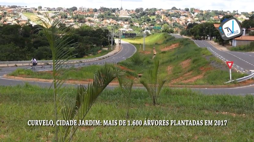 Curvelo, cidade jardim: Mais de 1.600 árvores plantadas em 2017