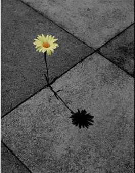 ENTRE A RAIZ E A FLOR, OS SONS E OS SENTIDOS
